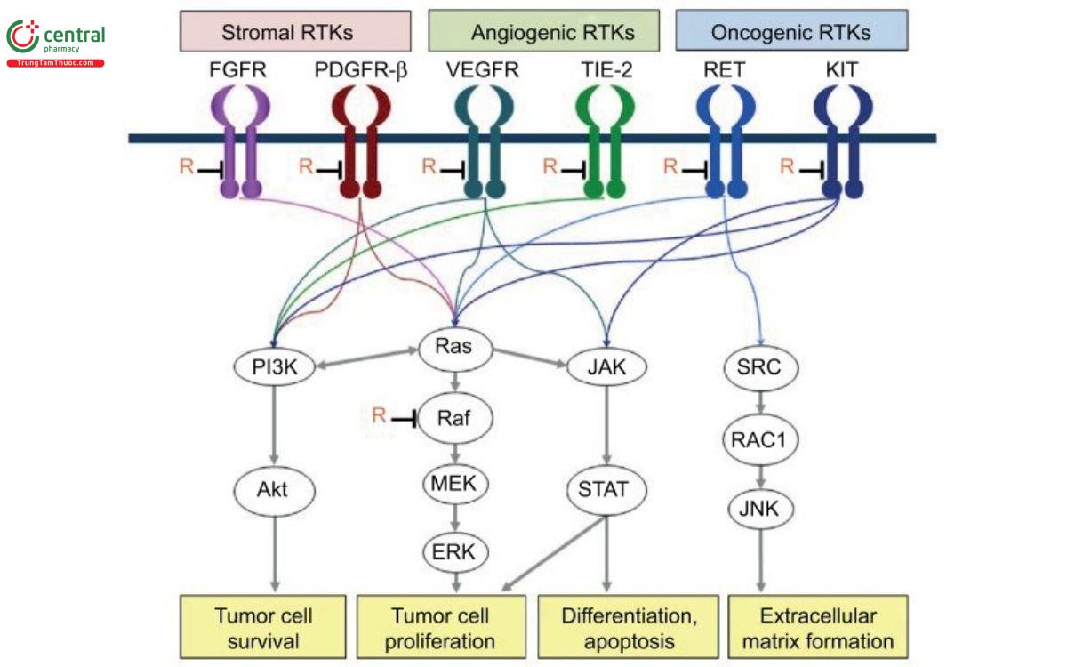 Cơ chế thuốc Regorafenib