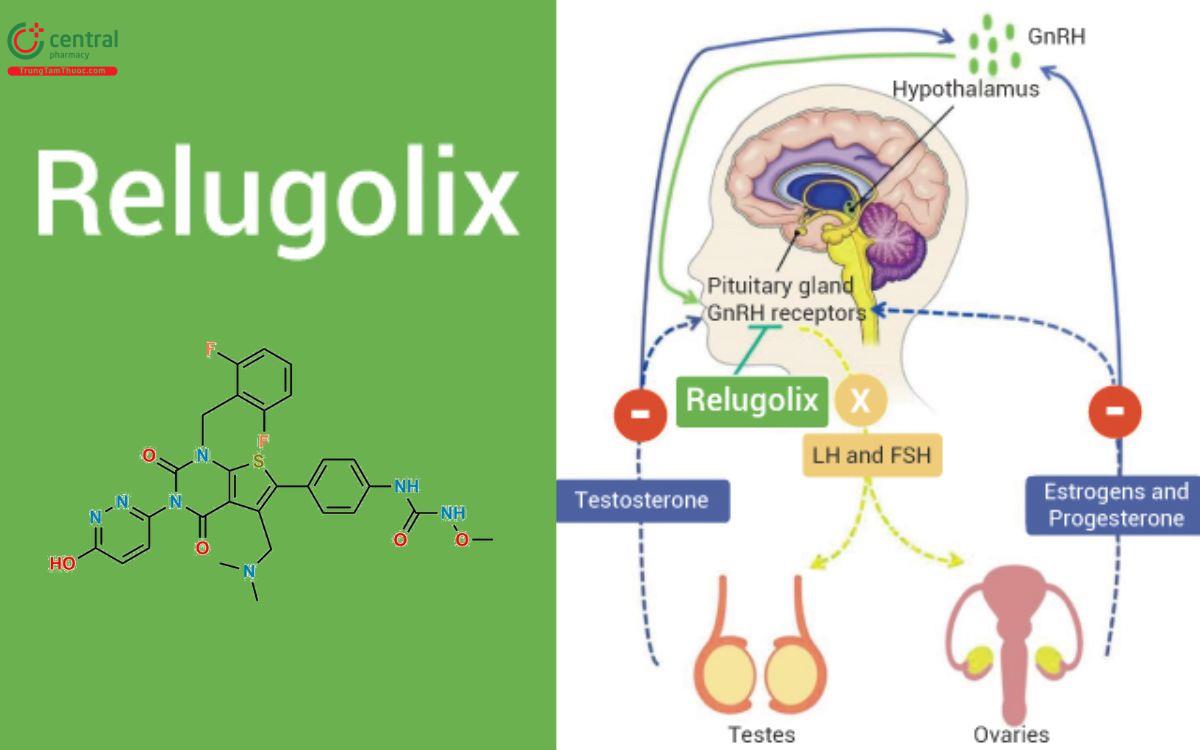 Cơ chế Relugonix