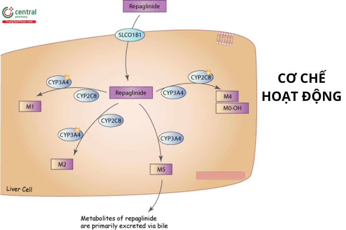 Cơ chế của Repaglinide