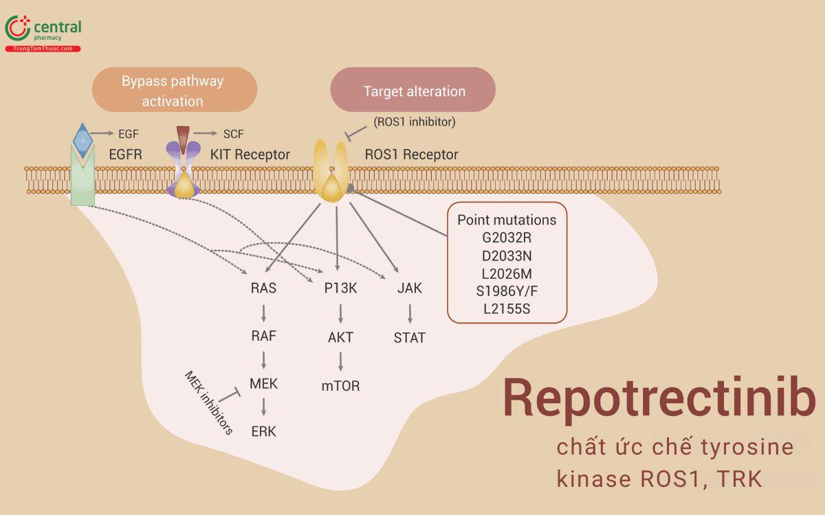 Cơ chế của Repotrectinib