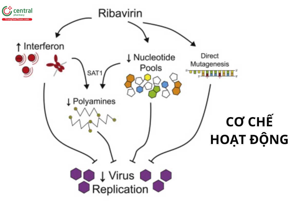 Cơ chế của Ribavirin