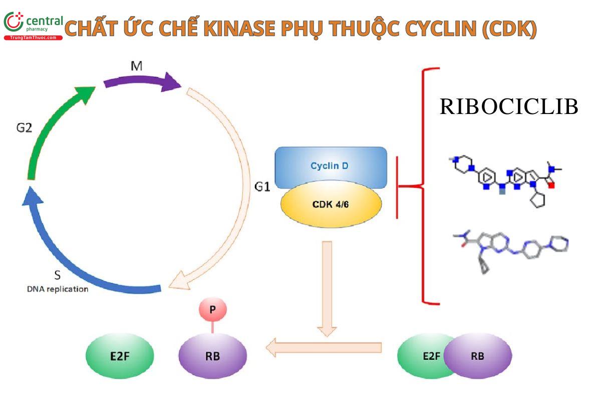 Cơ chế thuốc Ribociclib