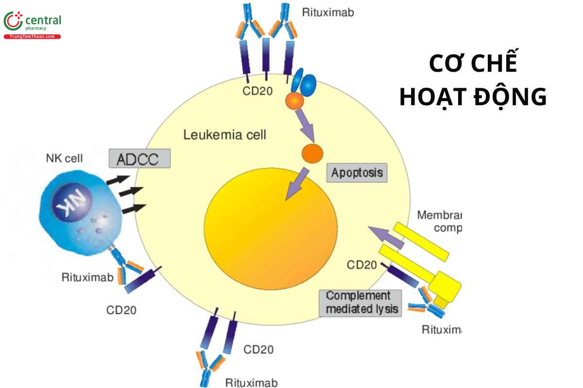 Cơ chế của rituximab