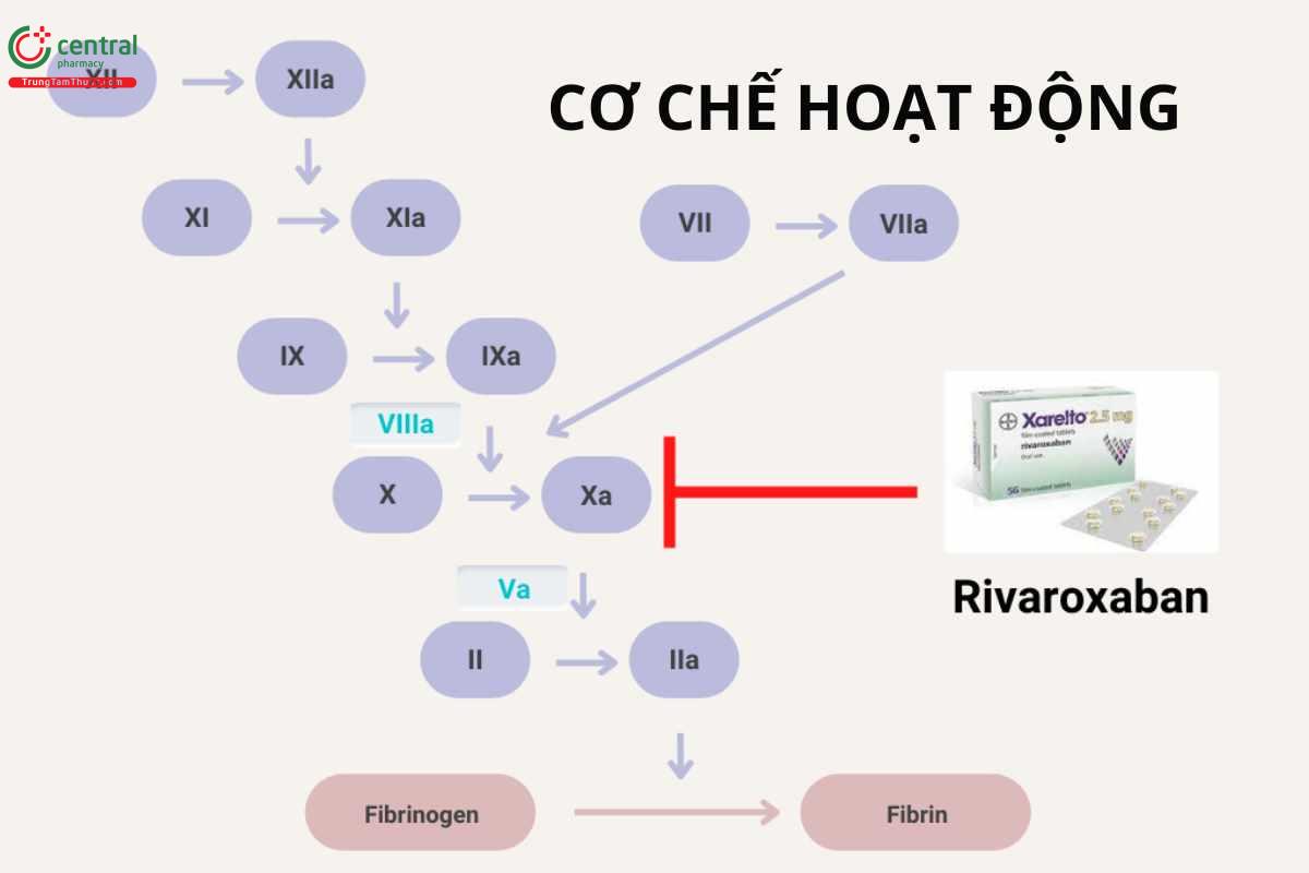 Cơ chế của Rivaroxaban