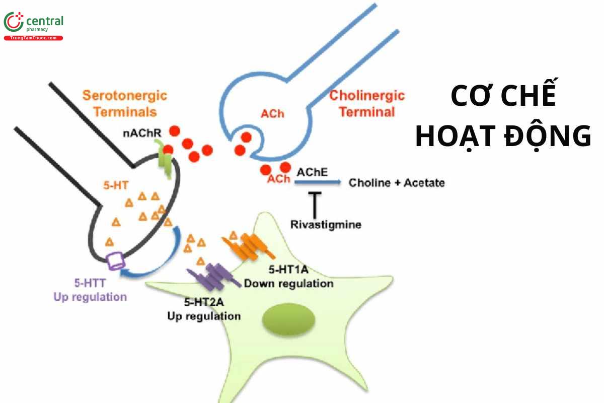 Cơ chế của rivastigmin
