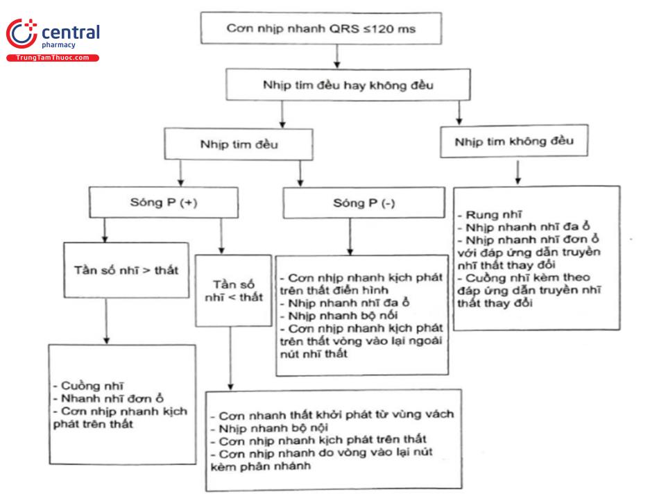 Sơ đồ 2. Tiếp cận điện tâm đồ trong chẩn đoán cơn nhịp nhanh có phức bộ QRS hẹp. Nguồn: Miller JM, 2018