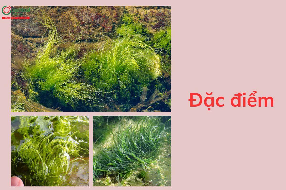 Đặc điểm thực vật