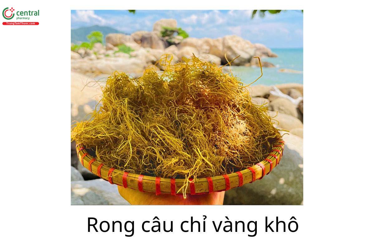 Rong câu chỉ vàng khô