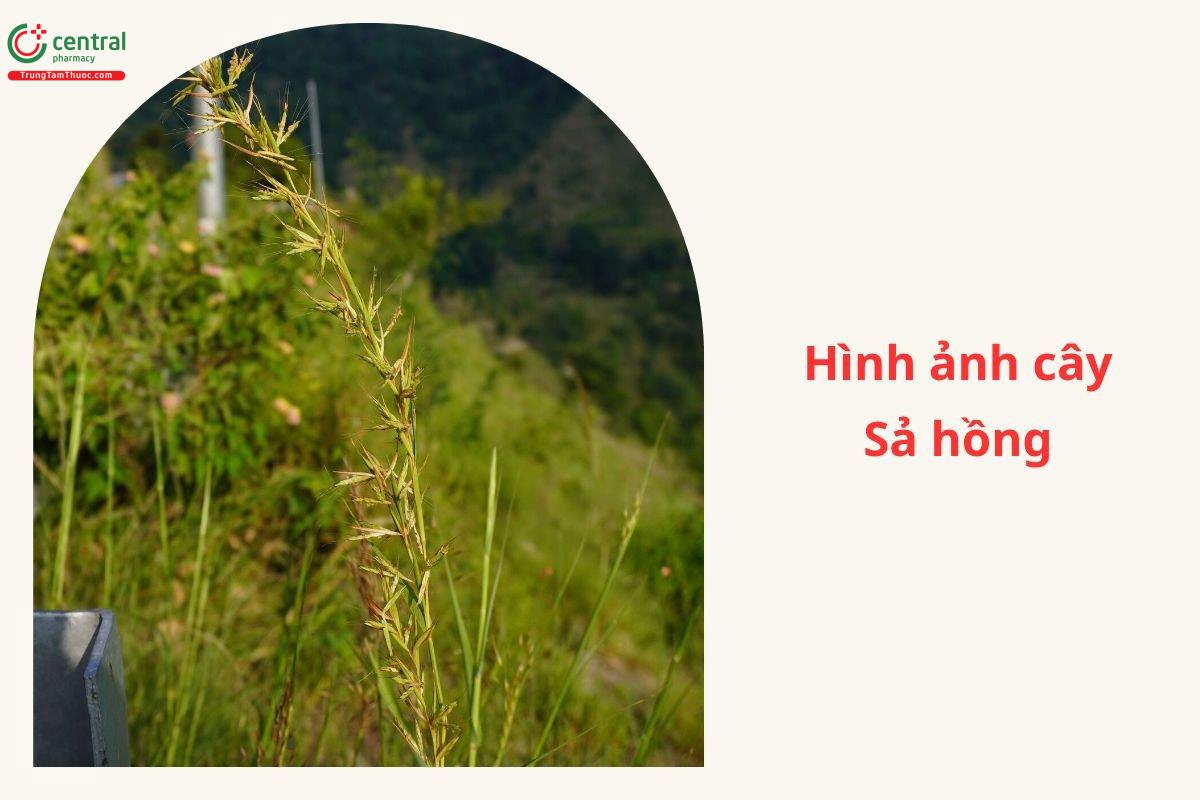 Đặc điểm phân bố