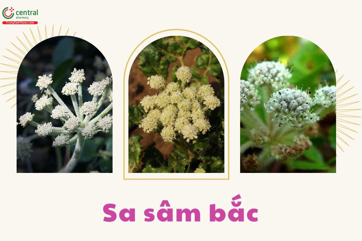 Cây Sa sâm bắc