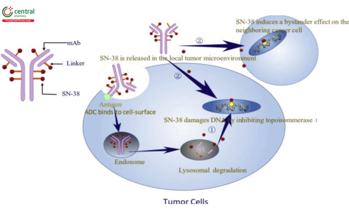 Cơ chế của Sacituzumab govitecan