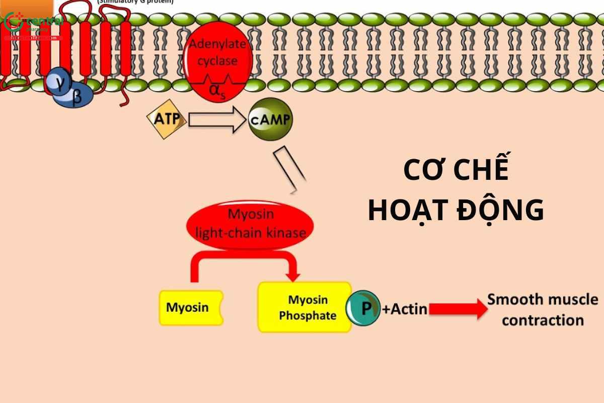 Cơ chế của Salbutamol