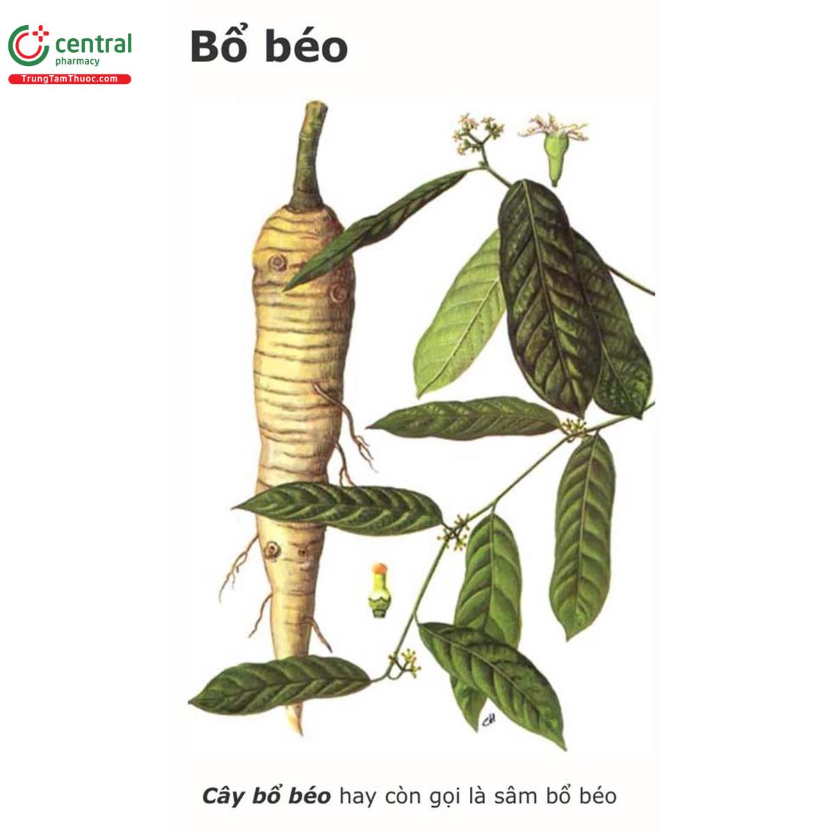 Toàn bộ cây Sâm béo trắng