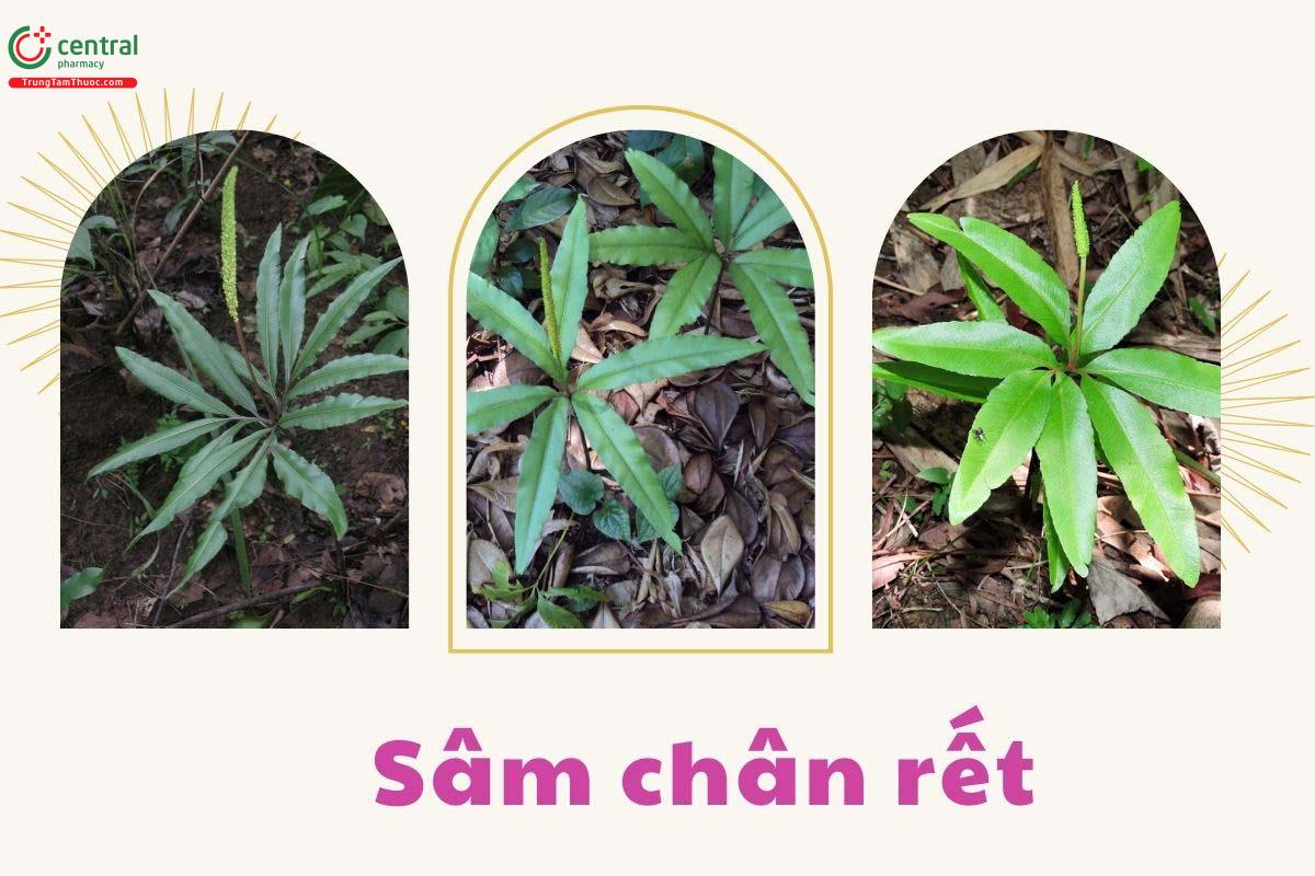 Cây Sâm chân rết