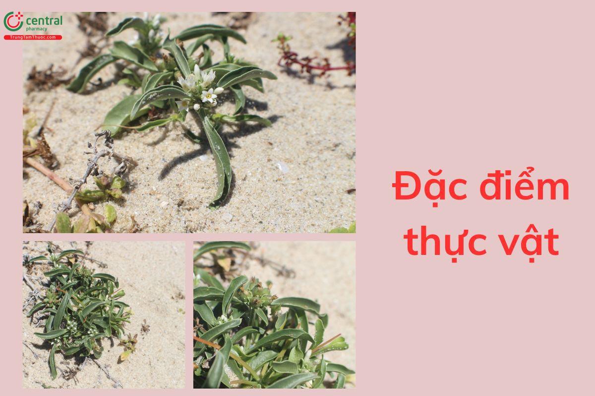 Đặc điểm thực vật