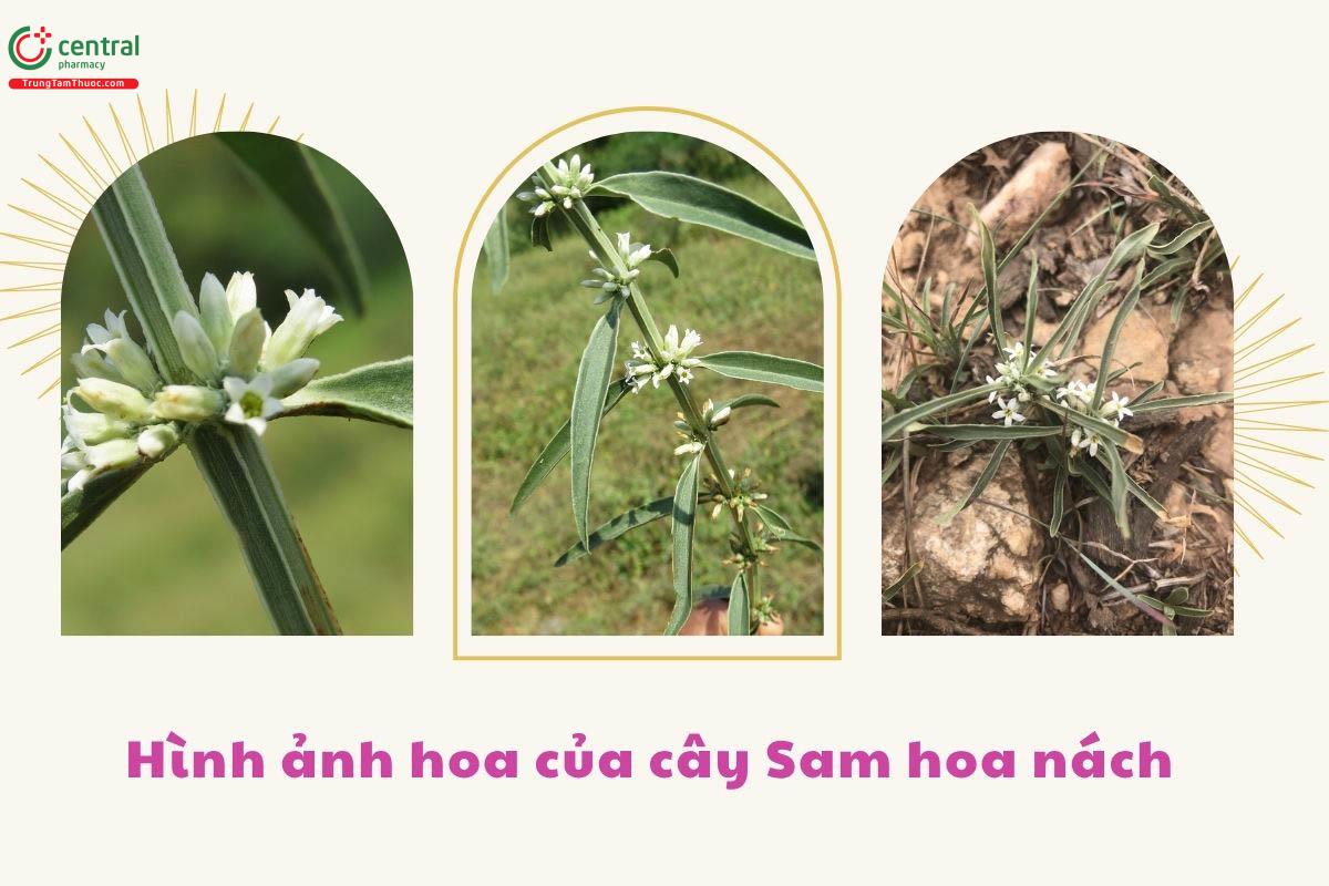 Thành phần hóa học