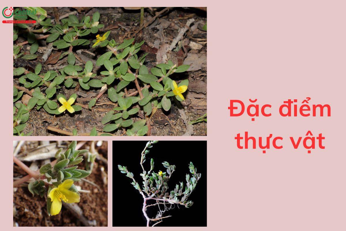 Đặc điểm thực vật