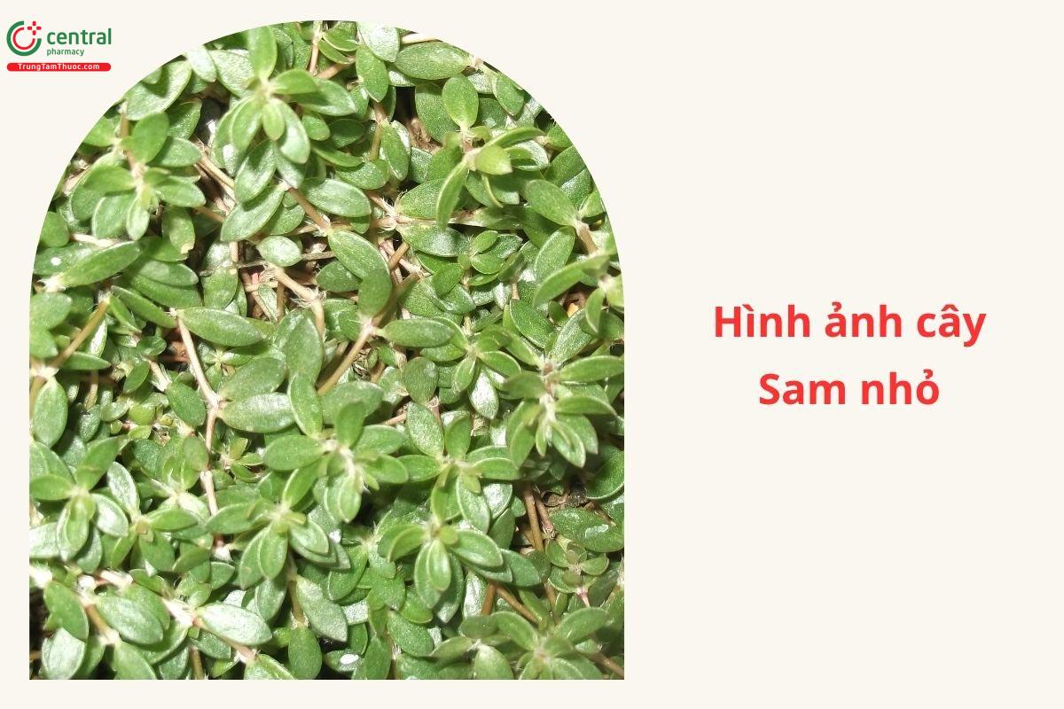 Công dụng