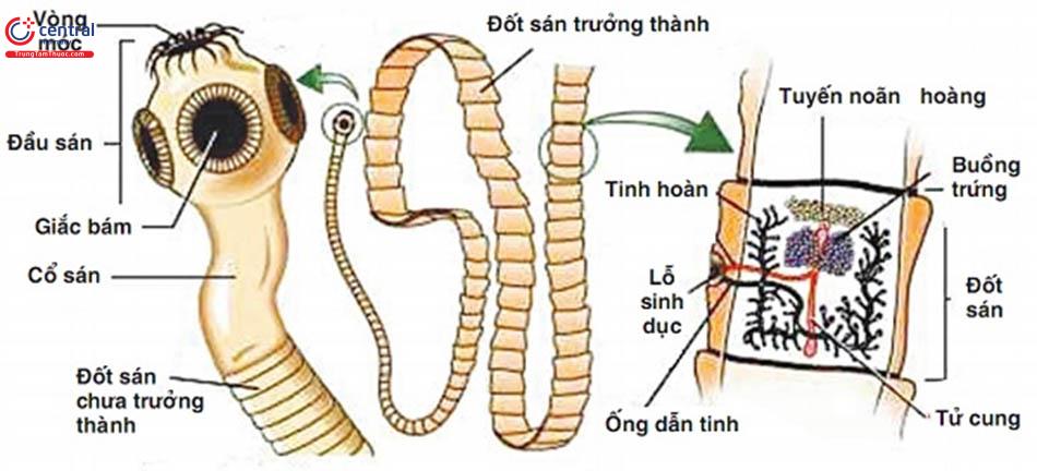 Con đường lây nhiễm sán dây lợn