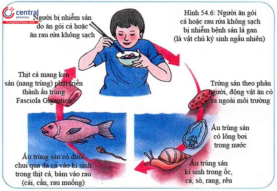 Vòng đời của sán lá gan nhỏ