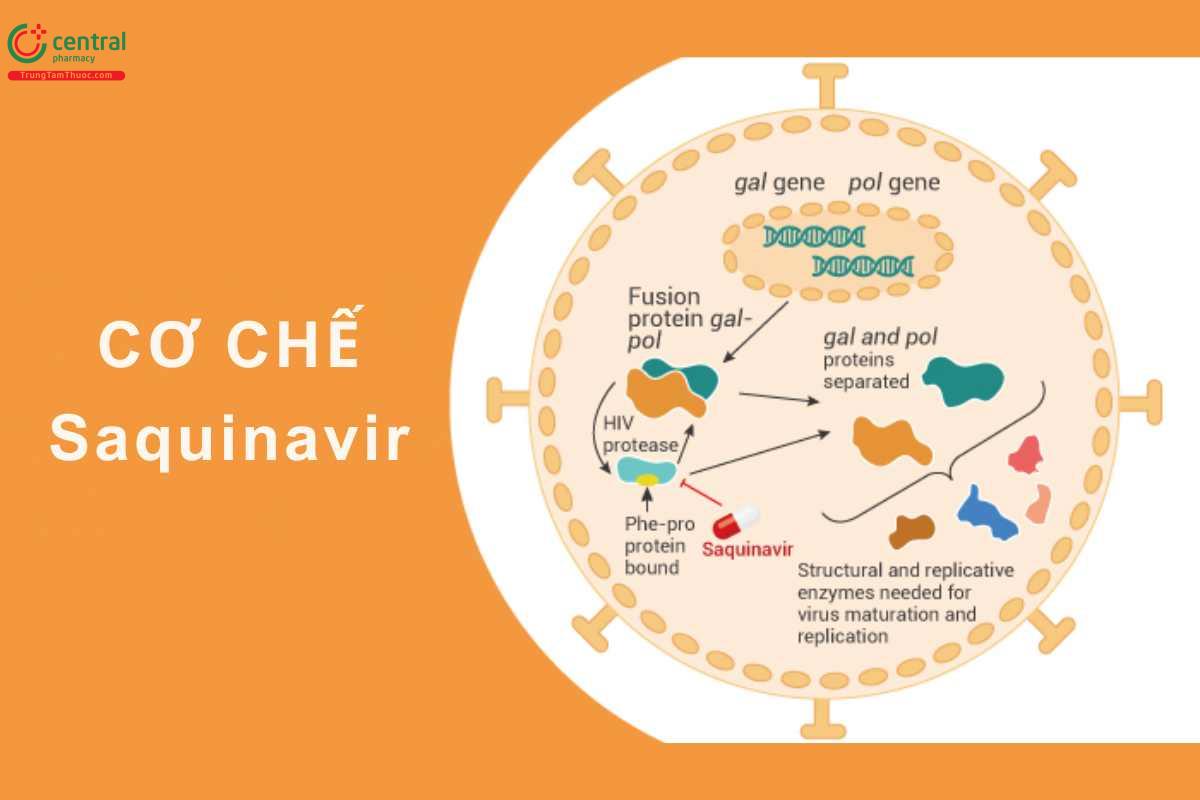 Cơ chế của saquinavir