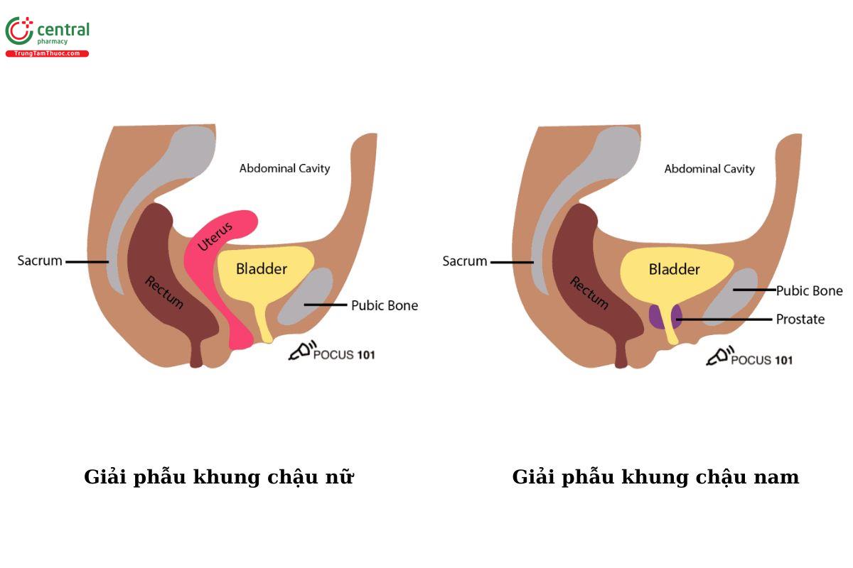 Giải phẫu khung chậu