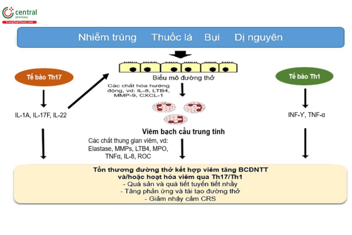Hình 1.3. Sơ đồ mô tả lộ trình đưa đến viêm đường thở không tăng BCAT và tổn thương đường thở trong hen nặng.