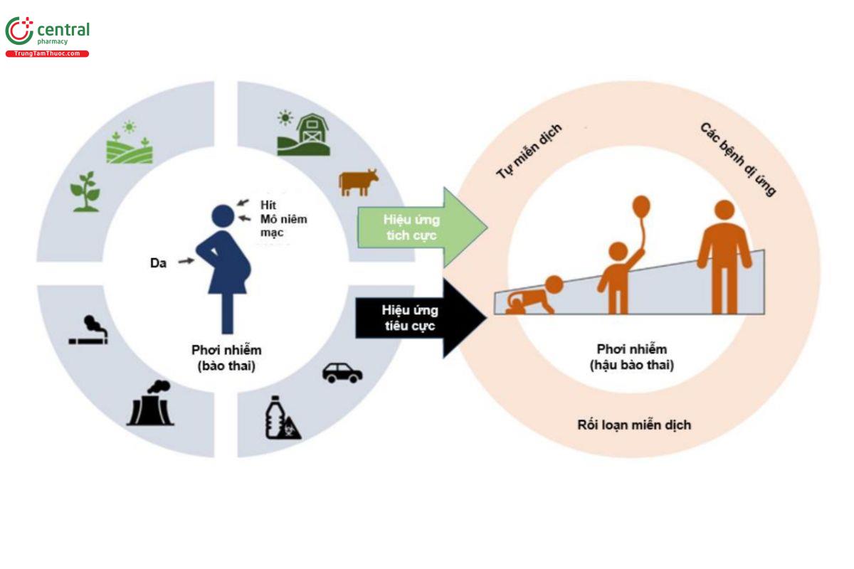 Hình 1.4. Minh họa con đường tiếp xúc trước và sau khi sinh: