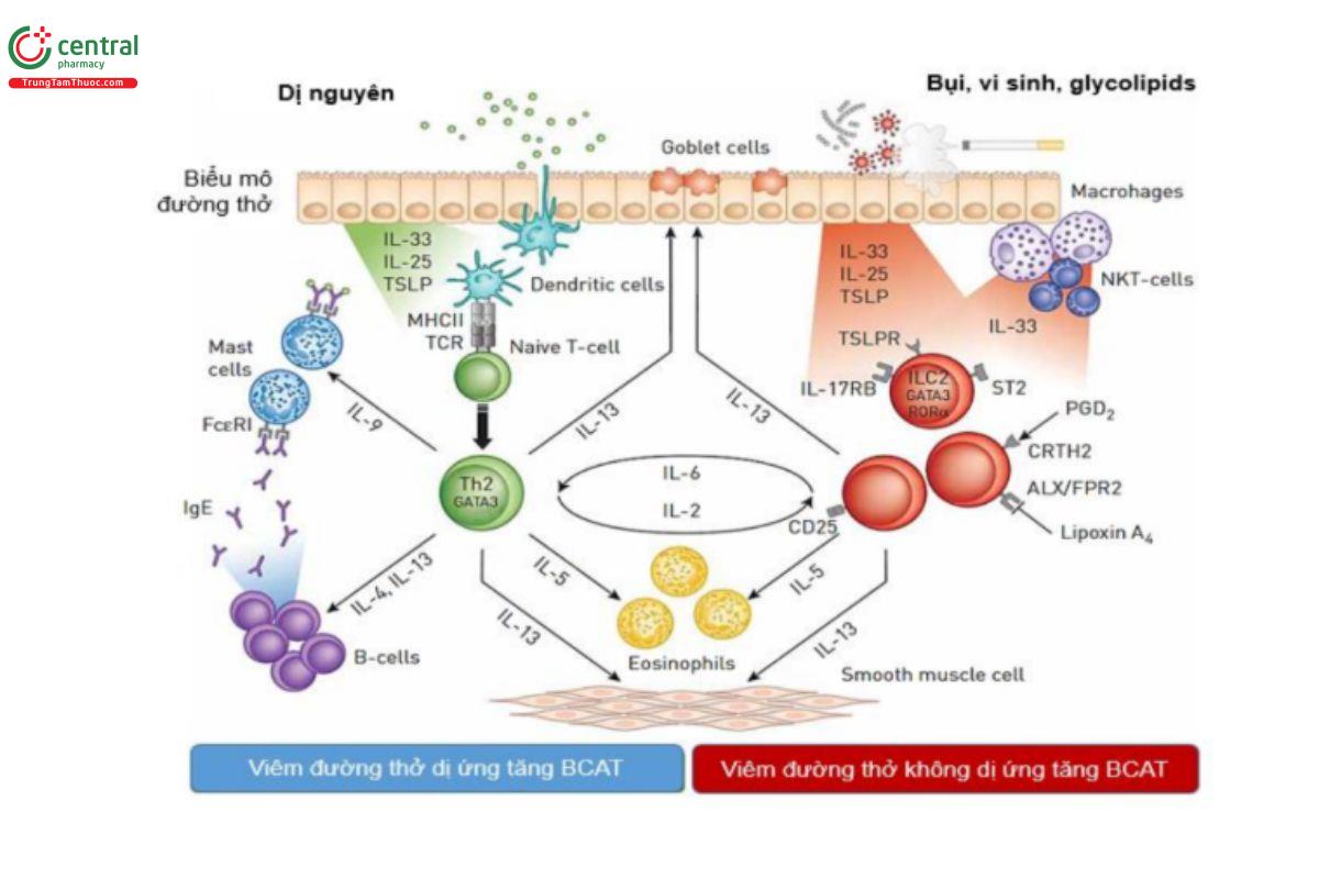 Hình 1.2. Hai lộ trình khác nhau dẫn đến viêm đường thở tăng BCAT trong hen.