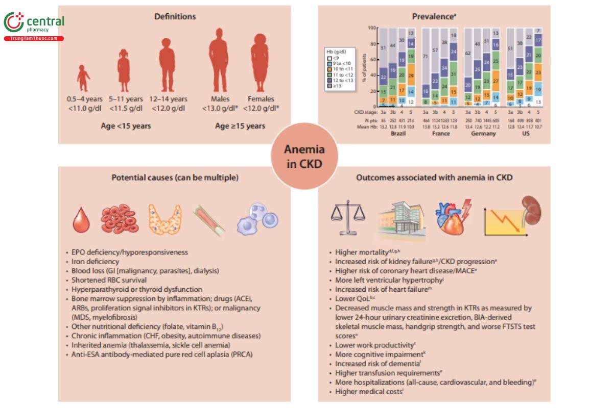 Sinh lý bệnh thiếu máu ở bệnh nhân CKD