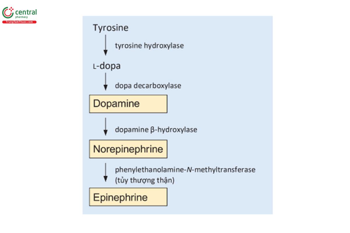 HÌNH 1.10 Con đường tổng hợp của dopamin, norepinephrine và epinephrine.