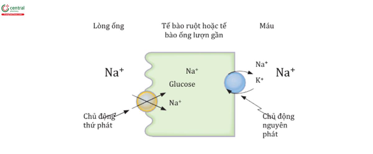 HÌNH 1.1 Đồng chuyển Na+ -glucose (symport) ở tế bào biểu mô ống lượn gần hoặc ruột.