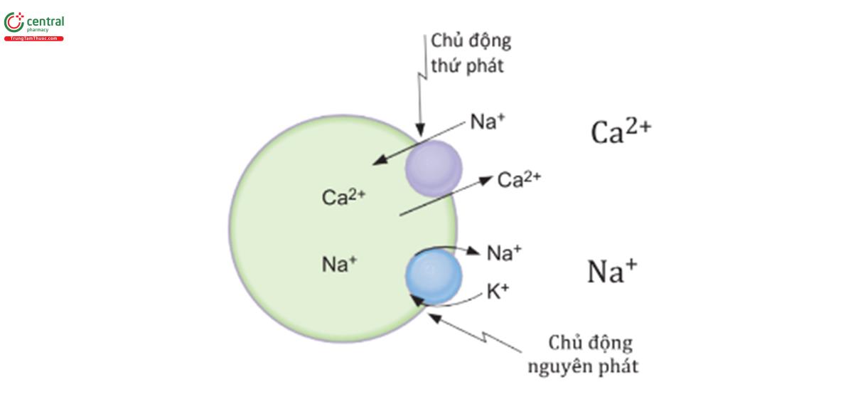 HÌNH 1.2 Đối chuyển (antiport) Na+- Ca2+.