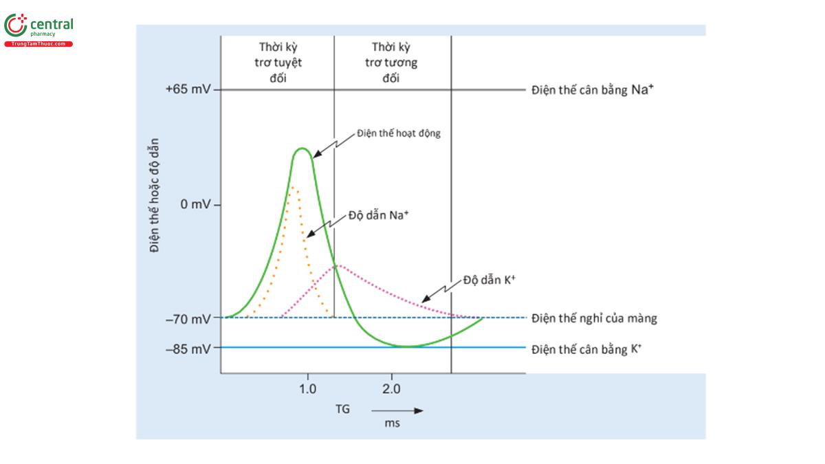 HÌNH 1.6 Điện thế hoạt động của dây thần kinh và những thay đổi liên quan đến độ dẫn Na+ và K+.