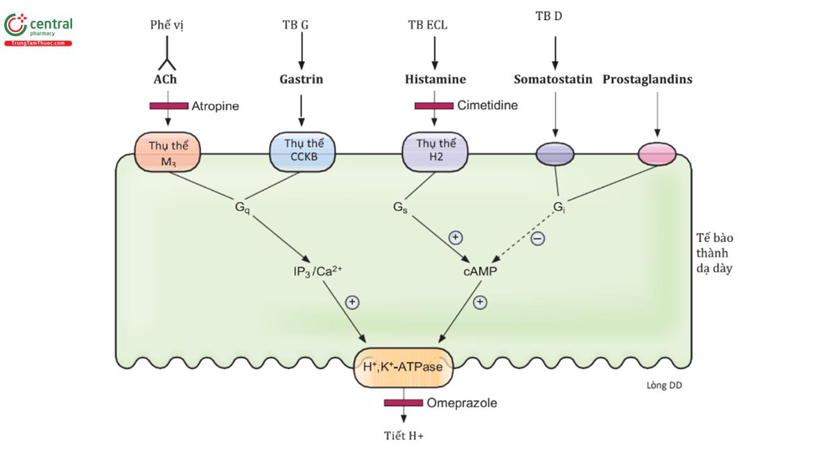 HÌNH 6.9 Các chất kích thích và ức chế bài tiết H+ bởi các tế bào thành dạ dày. ACh = acetylcholin; cAMP = adenosine monophosphate vòng; CCK cholecystokinin; ECL giống enterochromaffin; IP3 inositol 1, 4, 5- triphosphate; M = muscarinic.
