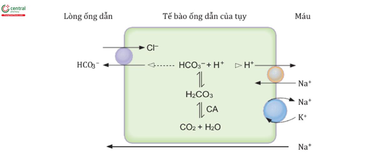 HÌNH 6.11 Sự tinh chỉnh dịch tụy bởi các tế bào ống dẫn. CA = carbonic anhydrase.