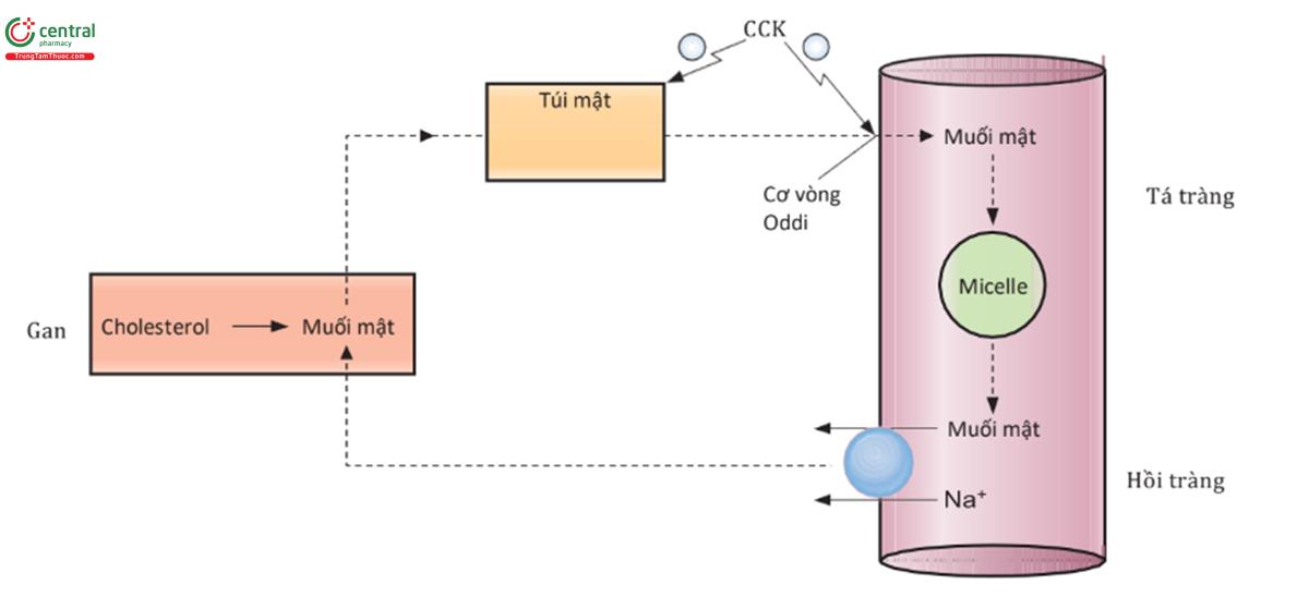 HÌNH 6.12 Sự tái tuần hoàn của acid mật từ hồi tràng đến gan. CCK = cholecystokinin.