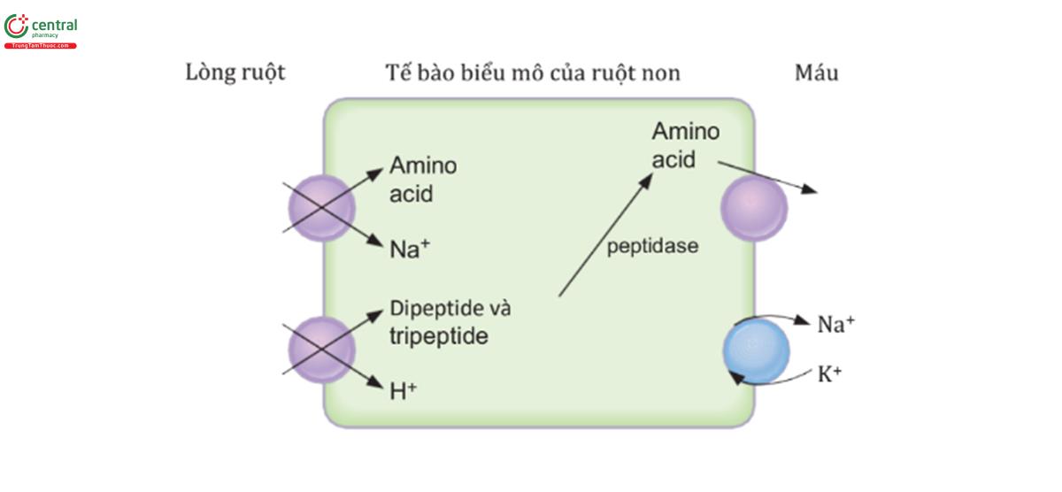 HÌNH 6.14 Cơ chế hấp thu acid amin, dipeptide và tripeptide bởi tế bào biểu mô ruột.