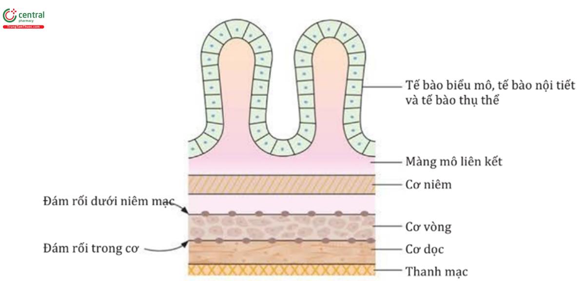 HÌNH 6.1 Cấu trúc ống tiêu hóa