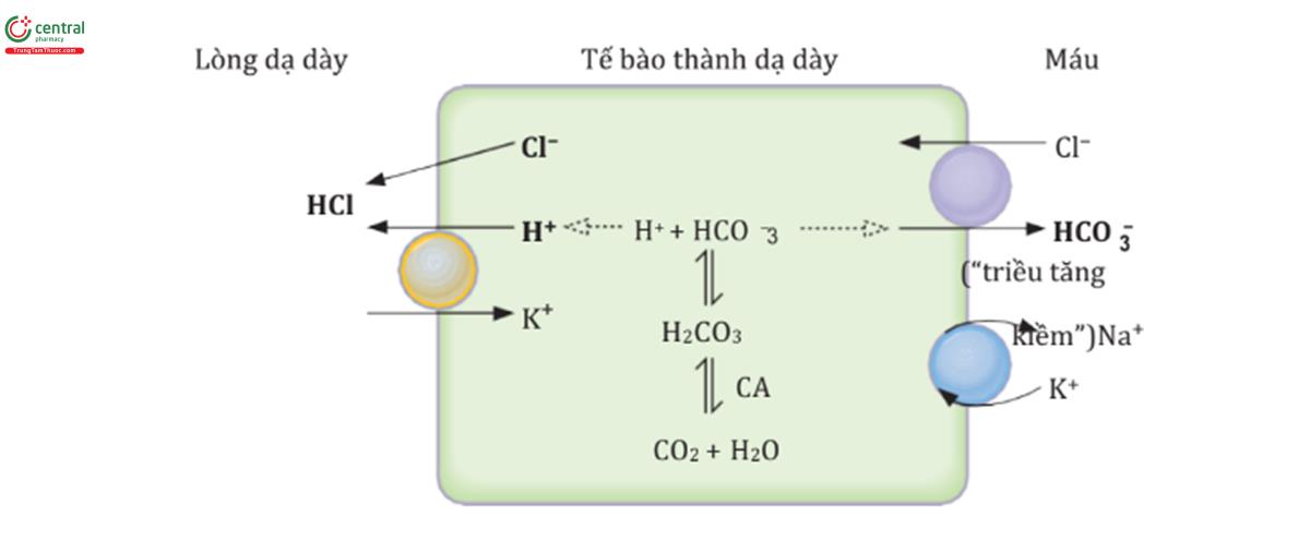 HÌNH 6.8 Cơ chế đơn giản hóa quá trình bài tiết H+ của tế bào thành dạ dày. CA = carbonic anhydrase.