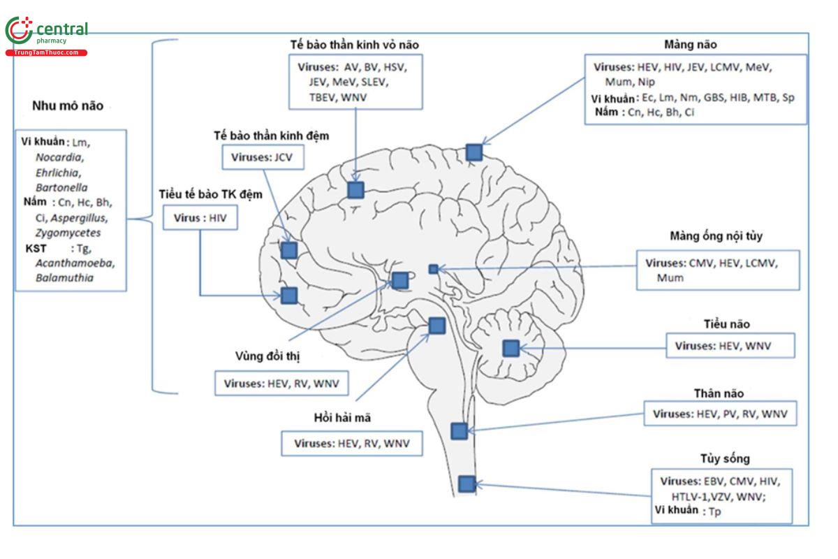 Hình 1. Sơ đồ giải phẫu hệ thần kinh và các tác nhân gây bệnh cụ thể liên quan đến từng cấu trúc4