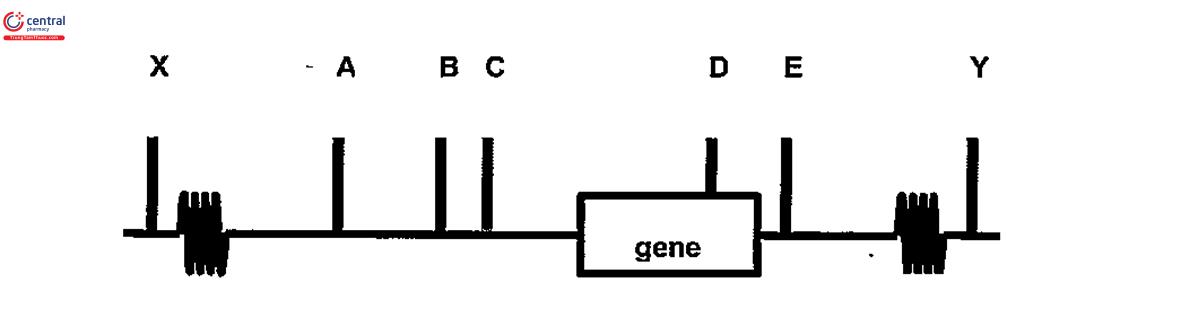Hình 3.2. Sơ đồ minh họa một Haplotype Chú thích: A, B, C, D, E, X, Y là ký hiệu của các SMP.