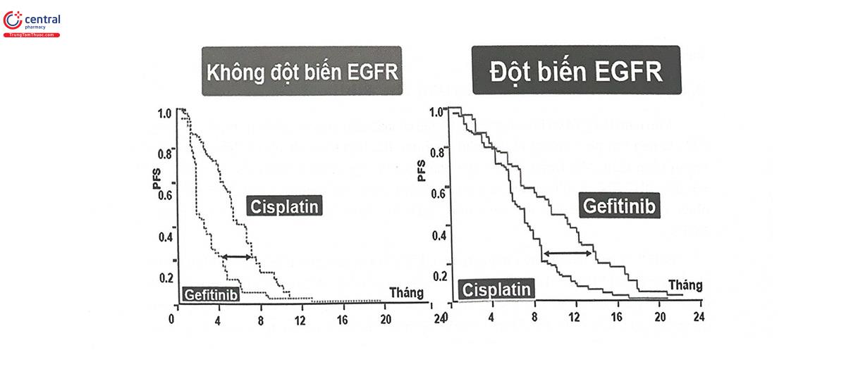 Hình 14.1. So sánh thời gian sống thêm không tiến triển (PFS) giữa bệnh nhân mang đột biến EGFR và bệnh nhân không mang đột biến, điều trị bằng phác đồ phối hợp cisplatin - gefinitib