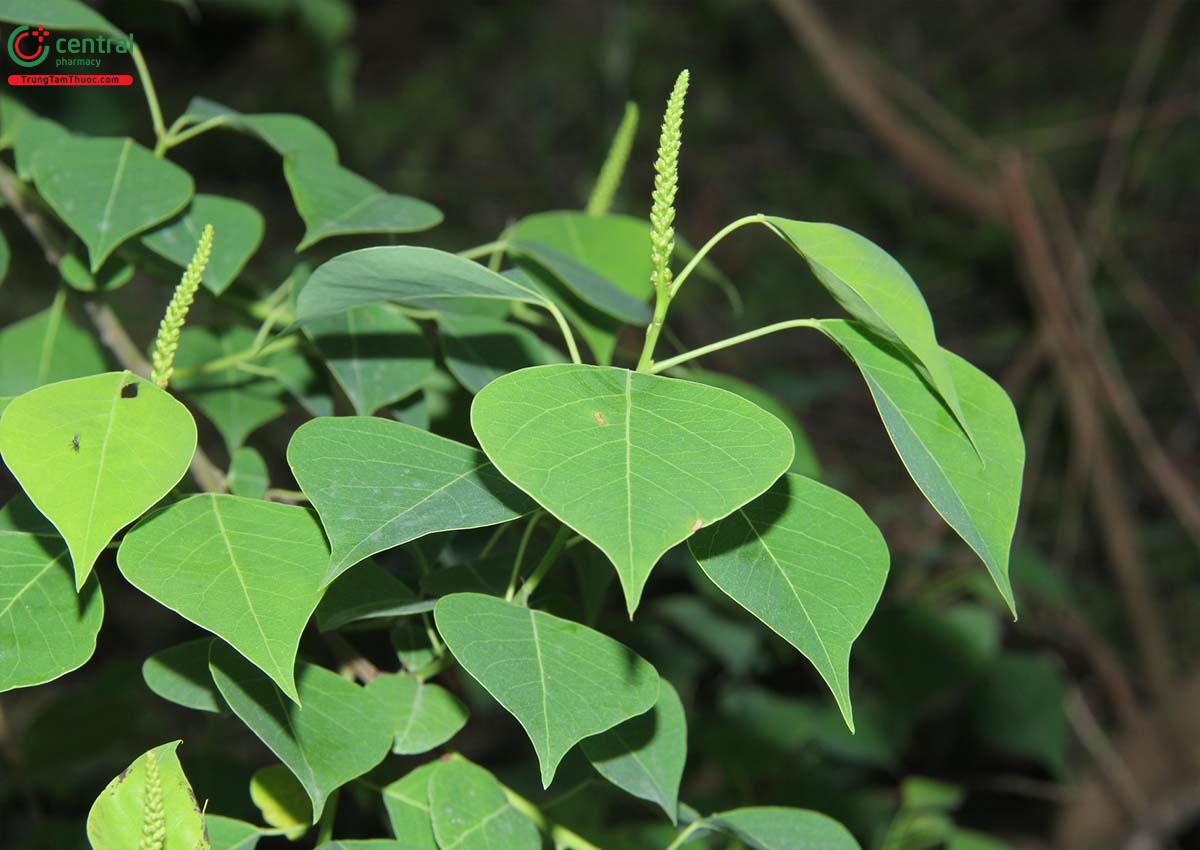 Cây Sòi trắng