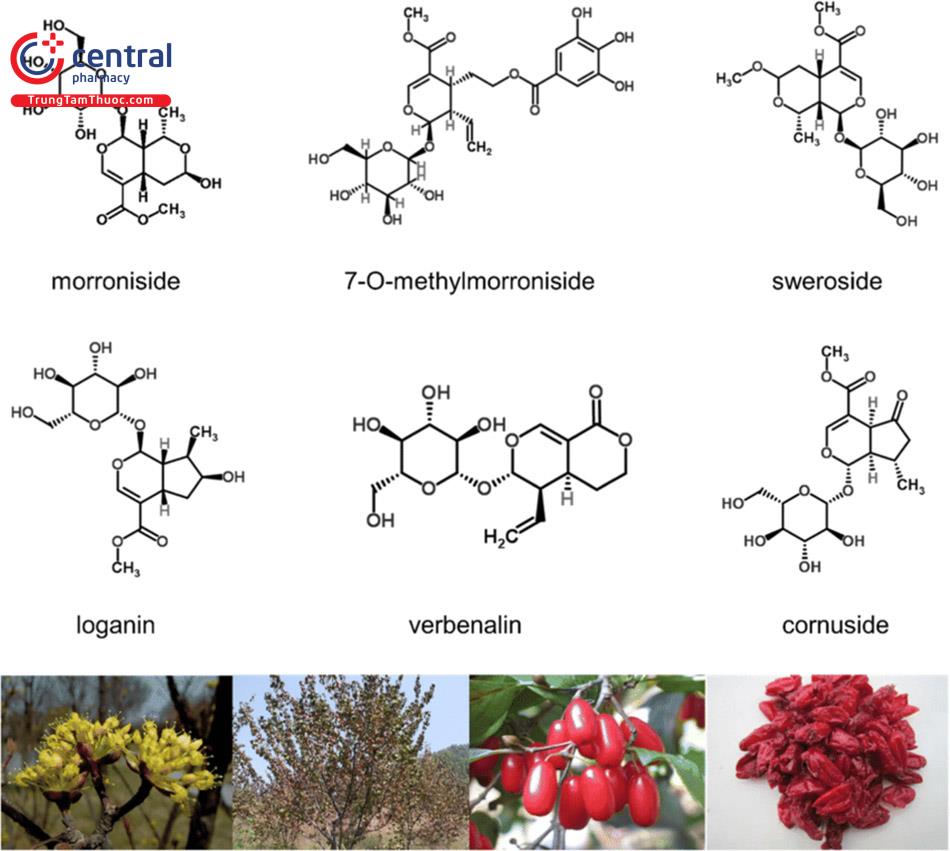 Các iridoid chính trong quả Sơn thù du