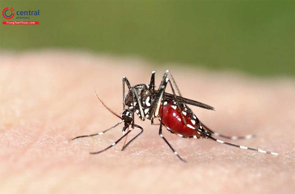 Sốt rét là một bệnh nhiễm ký sinh trùng loài Plasmodium do muỗi Anophele truyền