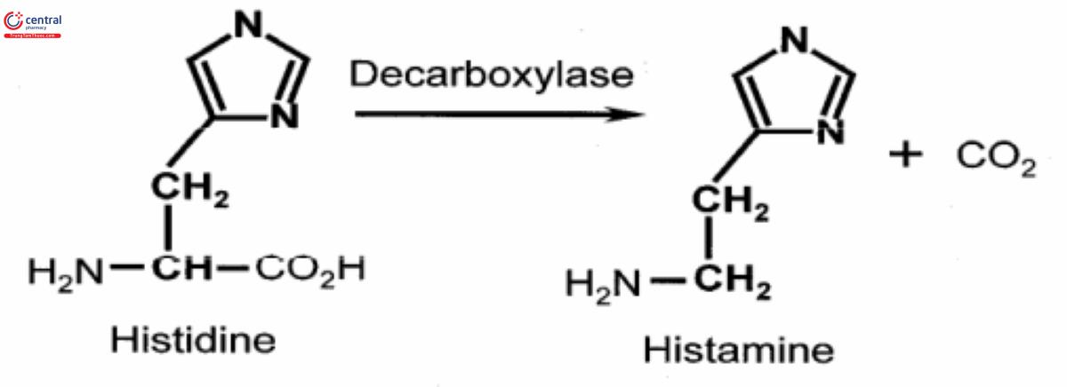 Phản ứng sinh tổng hợp histamin từ histidin