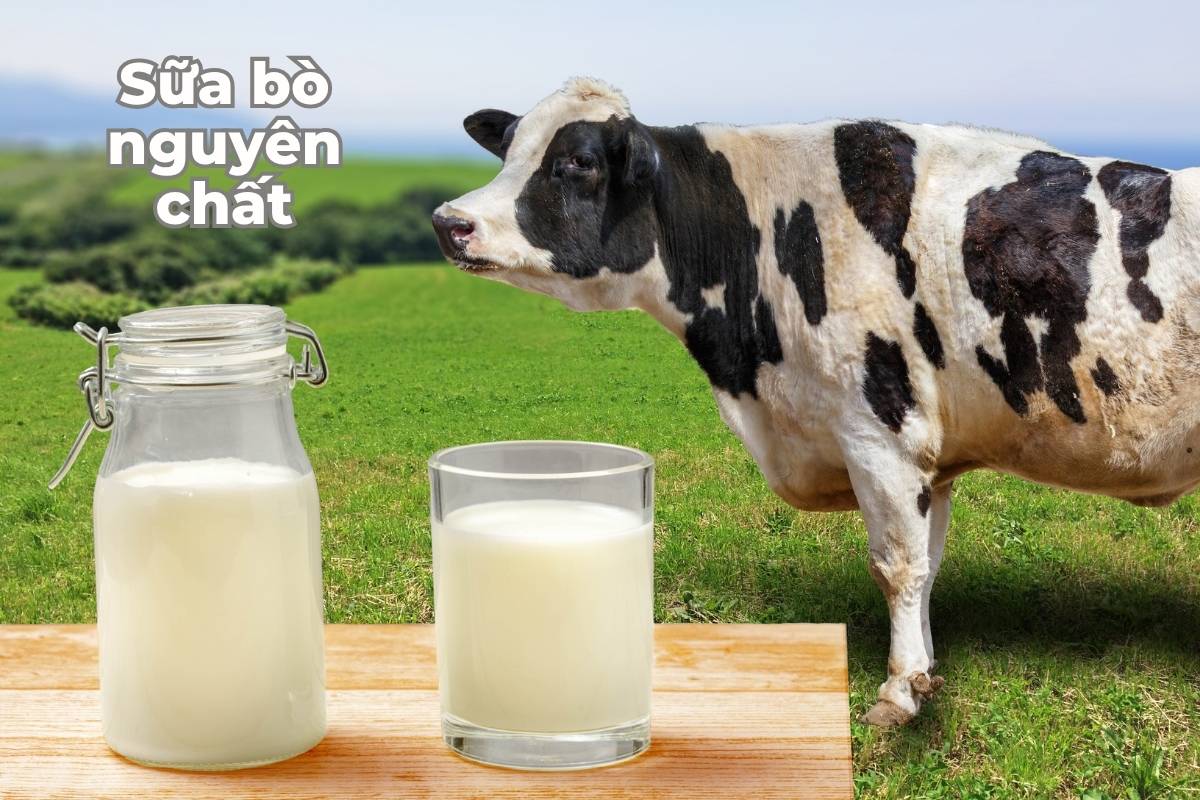 Sữa bò nguyên chất