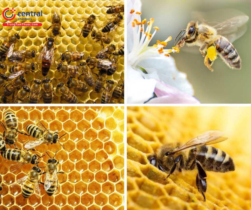 Ong chúa và ong Thợ