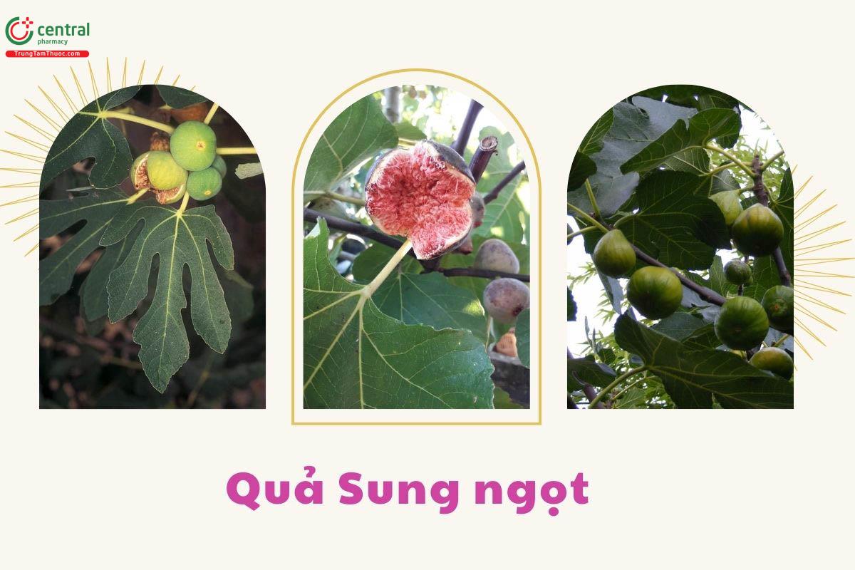 Quả cây Sung ngọt khi xanh và chín